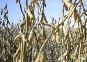 Sequía: Ya son varios los que piden que el gobierno apele a la caja de las retenciones