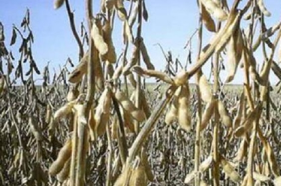 Sequía: Ya son varios los que piden que el gobierno apele a la caja de las retenciones