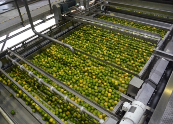 Agro.grafías: El aceite esencial, sumum del valor agregado en los cítricos