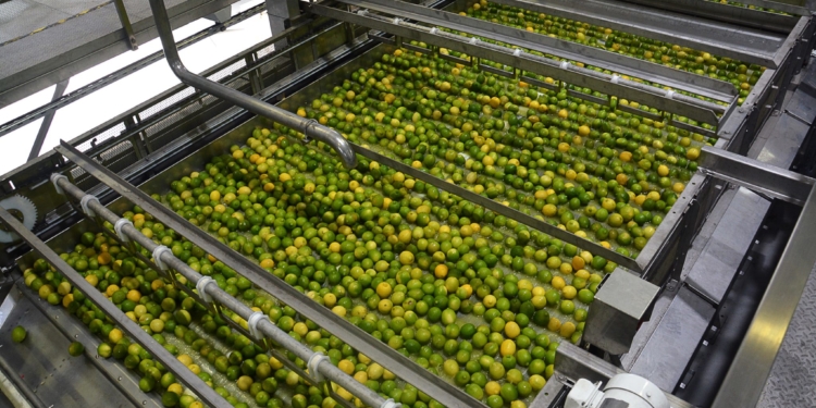 Agro.grafías: El aceite esencial, sumum del valor agregado en los cítricos