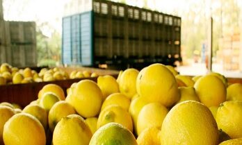 Alejandro Trapani: “La actividad citrícola genera 50.000 puestos de trabajo”