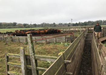 Un plazo fijo o las Lebac son mejor negocio que producir carne de novillo