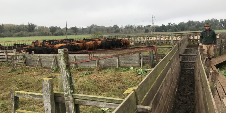 Un plazo fijo o las Lebac son mejor negocio que producir carne de novillo