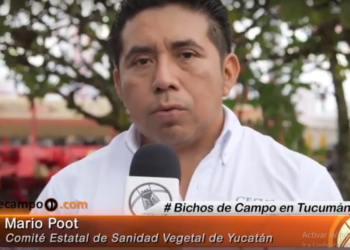 Mario Poot: “La invasión de langostas se produce por el cambio en el uso de la tierra”