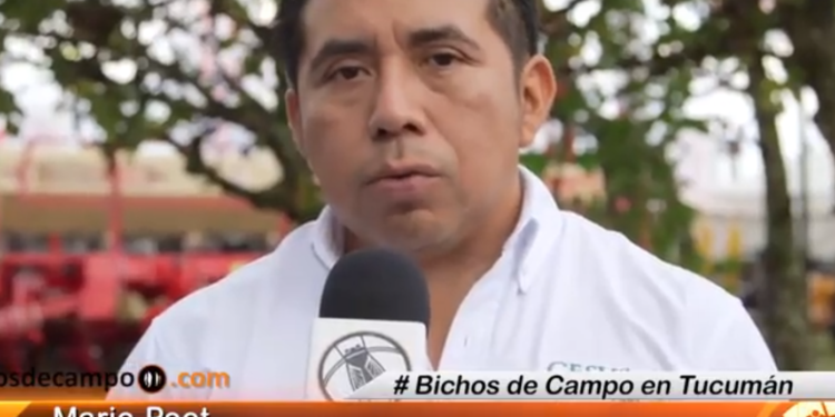 Mario Poot: “La invasión de langostas se produce por el cambio en el uso de la tierra”