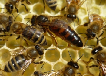 Abejas reina: la exportación más dulce, y la más valiosa