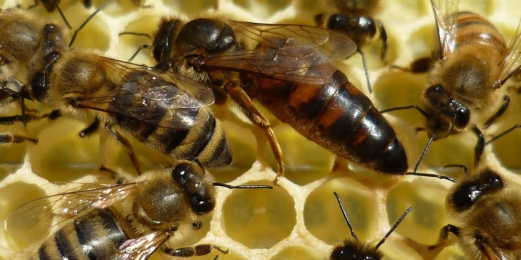 Abejas reina: la exportación más dulce, y la más valiosa