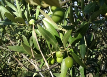 Francisco Corredoira: “Esta cosecha de olivos podría caer hasta 80%”