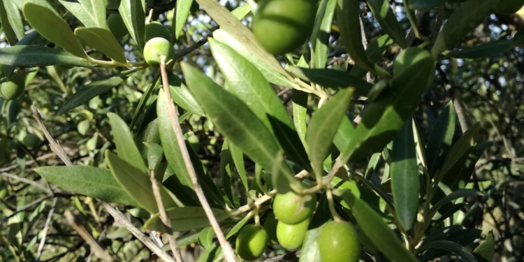 Francisco Corredoira: “Esta cosecha de olivos podría caer hasta 80%”