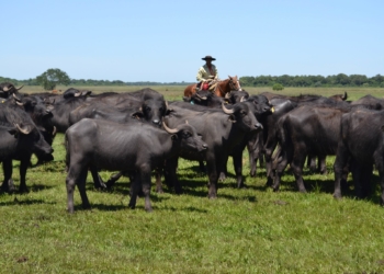 La carne de búfalo reclama tener su espacio propio