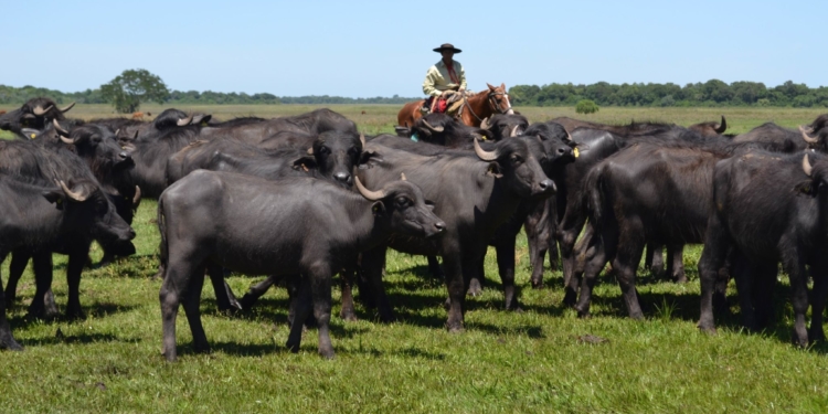 La carne de búfalo reclama tener su espacio propio