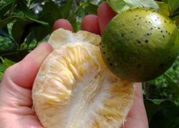 La primera exportación de limones a EE.UU. tiene quien la vigile