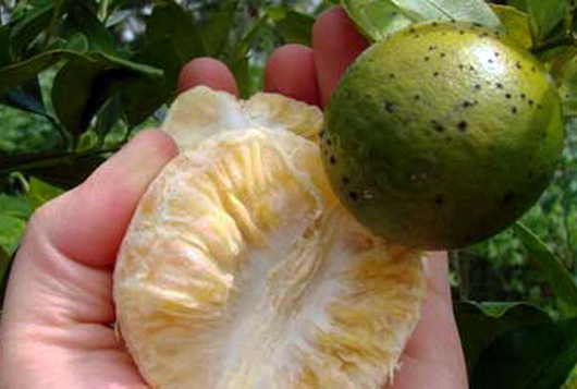 La primera exportación de limones a EE.UU. tiene quien la vigile