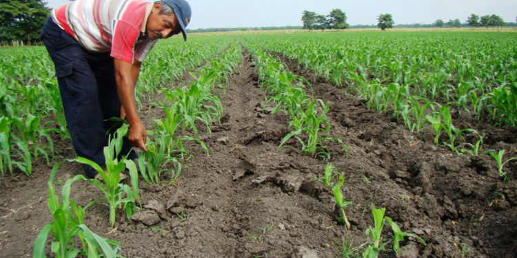 Más de la mitad de las economías regionales, con “signos de crisis”