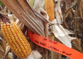 La última transgénesis de Monsanto