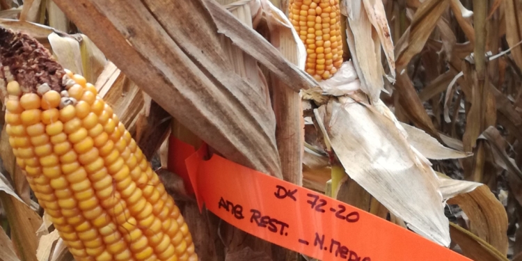 La última transgénesis de Monsanto