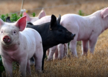 De la foto a la película, va creciendo el descontento en la producción porcina