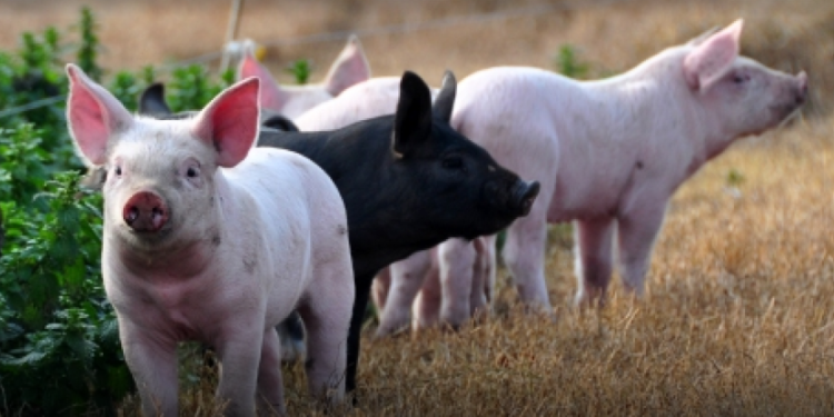 De la foto a la película, va creciendo el descontento en la producción porcina