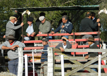 En el primer trimestre, entre apurones por la sequía, creció 8% la faena de bovinos