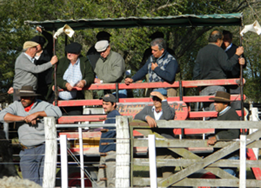 En el primer trimestre, entre apurones por la sequía, creció 8% la faena de bovinos