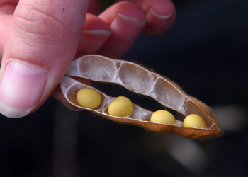 Flamante desarrollo rosarino: una soja con cuatro porotos por vaina