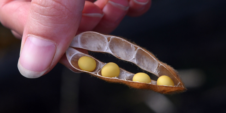 Flamante desarrollo rosarino: una soja con cuatro porotos por vaina
