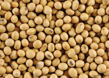 Insólito: Dicen que Argentina podría importar soja de Estados Unidos