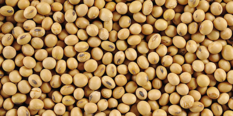 Insólito: Dicen que Argentina podría importar soja de Estados Unidos