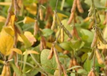 Por ahora, solo 40% de la provincia de Buenos Aires fue declarada en Emergencia por sequía