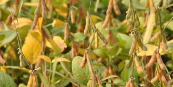 Por ahora, solo 40% de la provincia de Buenos Aires fue declarada en Emergencia por sequía