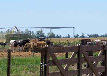 Crónicas robadas: El tambero que necesita vender 15 mil litros de leche para pagar la factura de luz