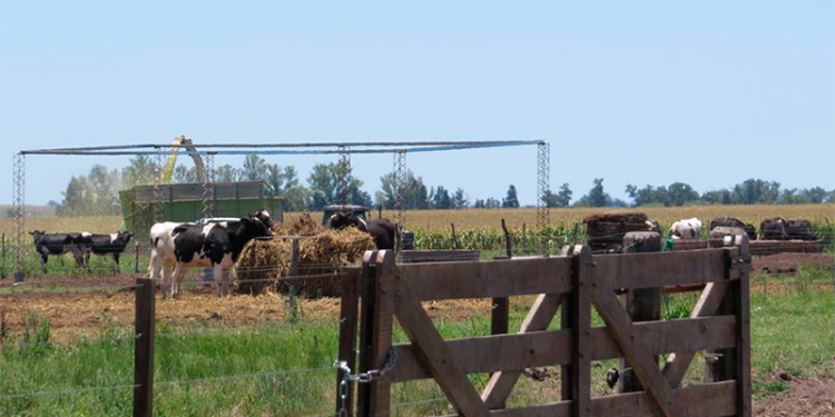 Crónicas robadas: El tambero que necesita vender 15 mil litros de leche para pagar la factura de luz
