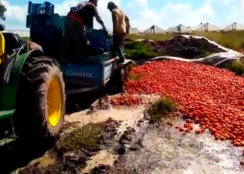 Los tomates correntinos no cubren ni los costos para arrojarlos hacia los políticos
