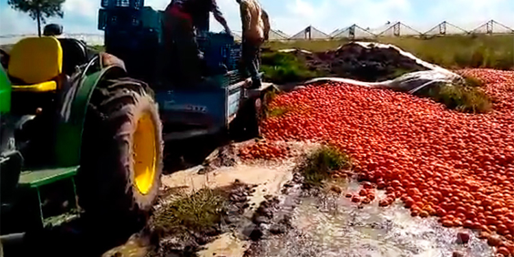 Los tomates correntinos no cubren ni los costos para arrojarlos hacia los políticos