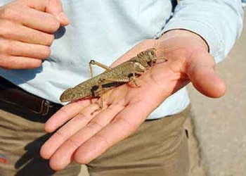 Hay cambio en el equipo de las plagas: Sale la langosta y entra la tucura quebrachera