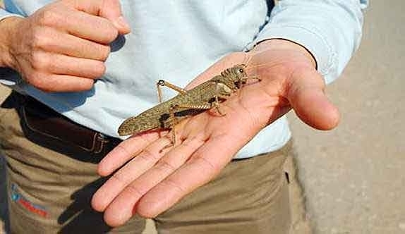 Hay cambio en el equipo de las plagas: Sale la langosta y entra la tucura quebrachera