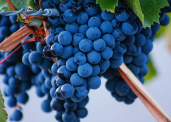 Pouget, el agrónomo traído por Sarmiento que impulsó el malbec