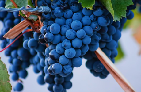 Pouget, el agrónomo traído por Sarmiento que impulsó el malbec