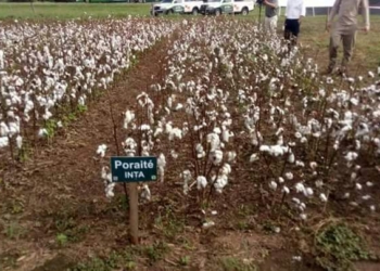 Tres semillas transgénicas para llevar más oxígeno al reavivado algodón