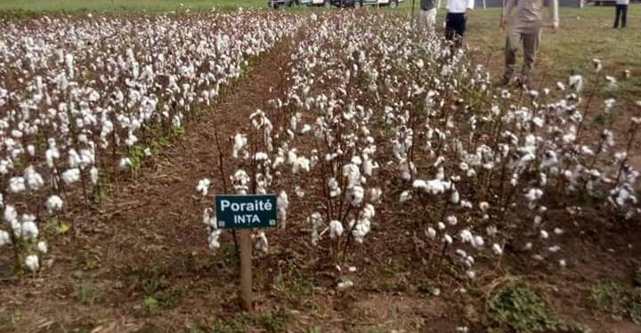 Tres semillas transgénicas para llevar más oxígeno al reavivado algodón