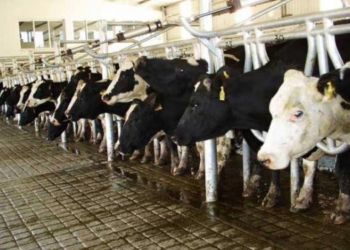 INTA: la lecheria acumula meses de pérdidas