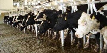 INTA: la lecheria acumula meses de pérdidas