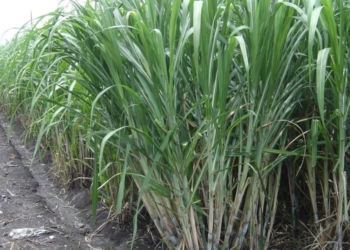 Un programa para “rejuvenecer” los cañaverales de Tucumán