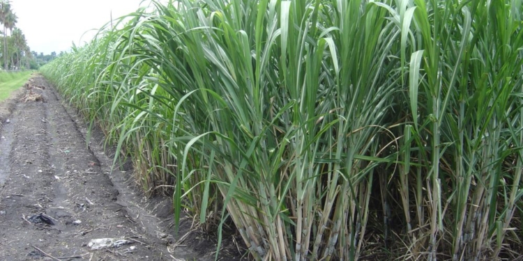 Un programa para “rejuvenecer” los cañaverales de Tucumán