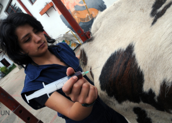 Una empresa mixta presentó la primera vacuna contra la diarrea viral bovina