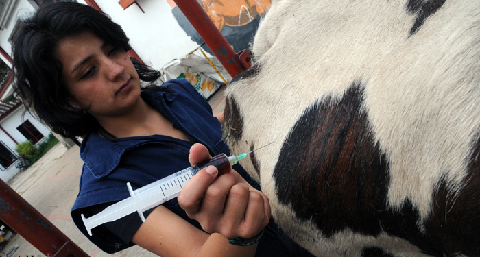Una empresa mixta presentó la primera vacuna contra la diarrea viral bovina