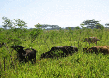 Los ganaderos del Chaco ya discuten cómo acomodar su negocio al cambio climático