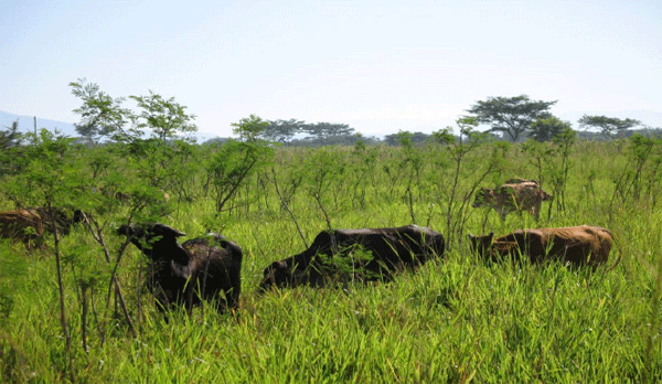 Los ganaderos del Chaco ya discuten cómo acomodar su negocio al cambio climático