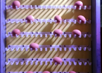 Lamentos por la suba del dólar (y del balanceado) en la ExpoAvícola