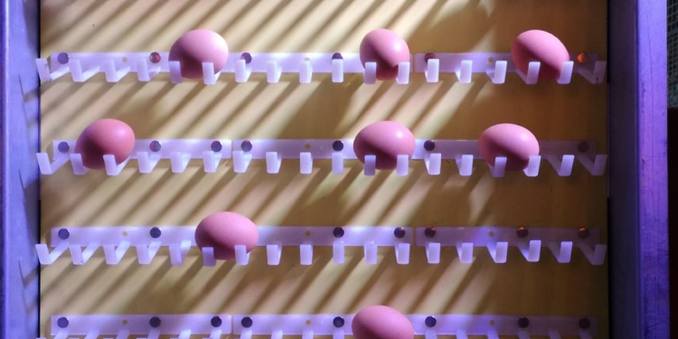 Lamentos por la suba del dólar (y del balanceado) en la ExpoAvícola